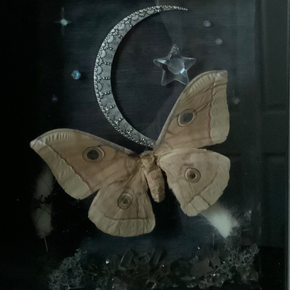 Custom real moth frame - Picture 2 of 2